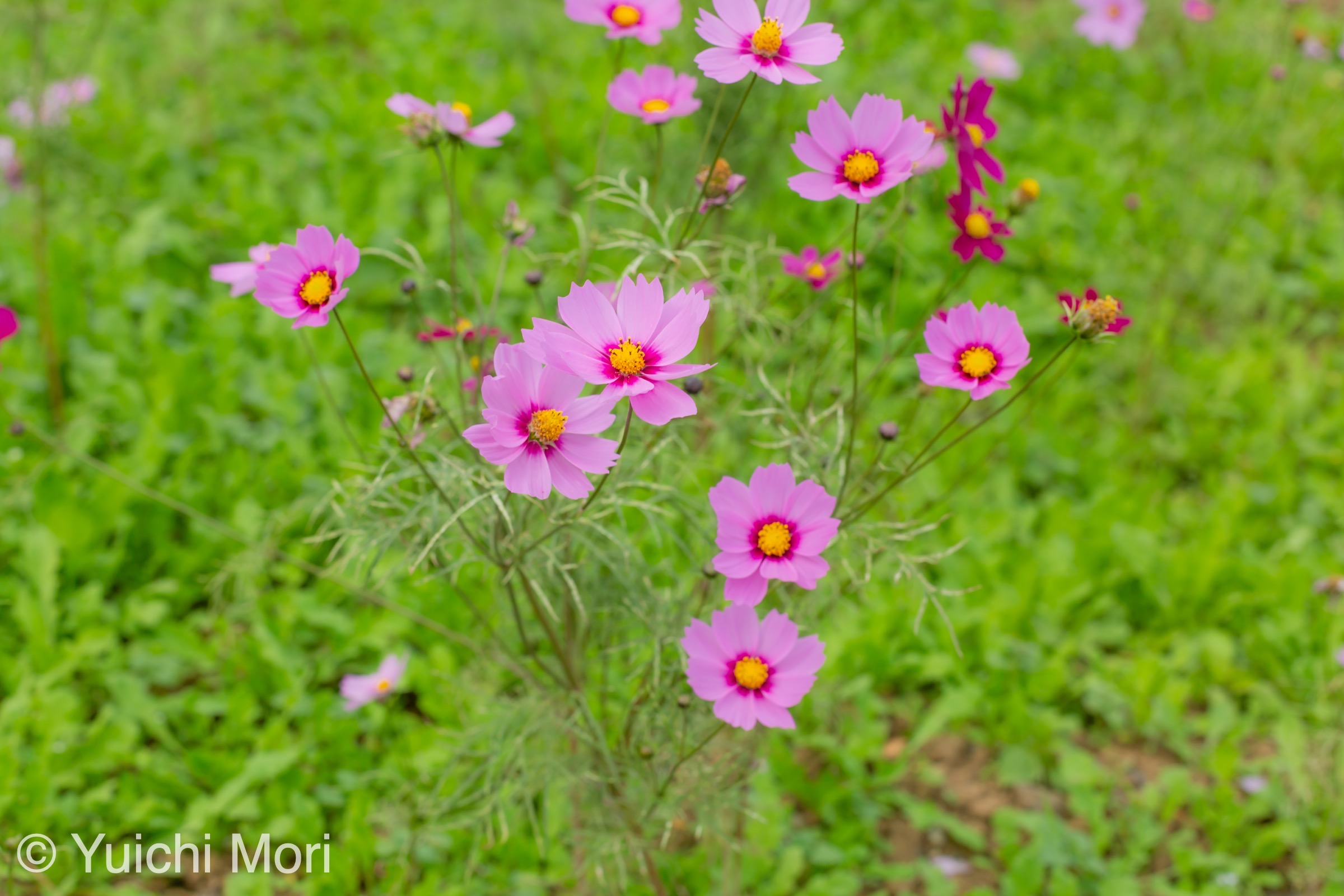 コスモス満開♪ 遠足で昭和記念公園へ！