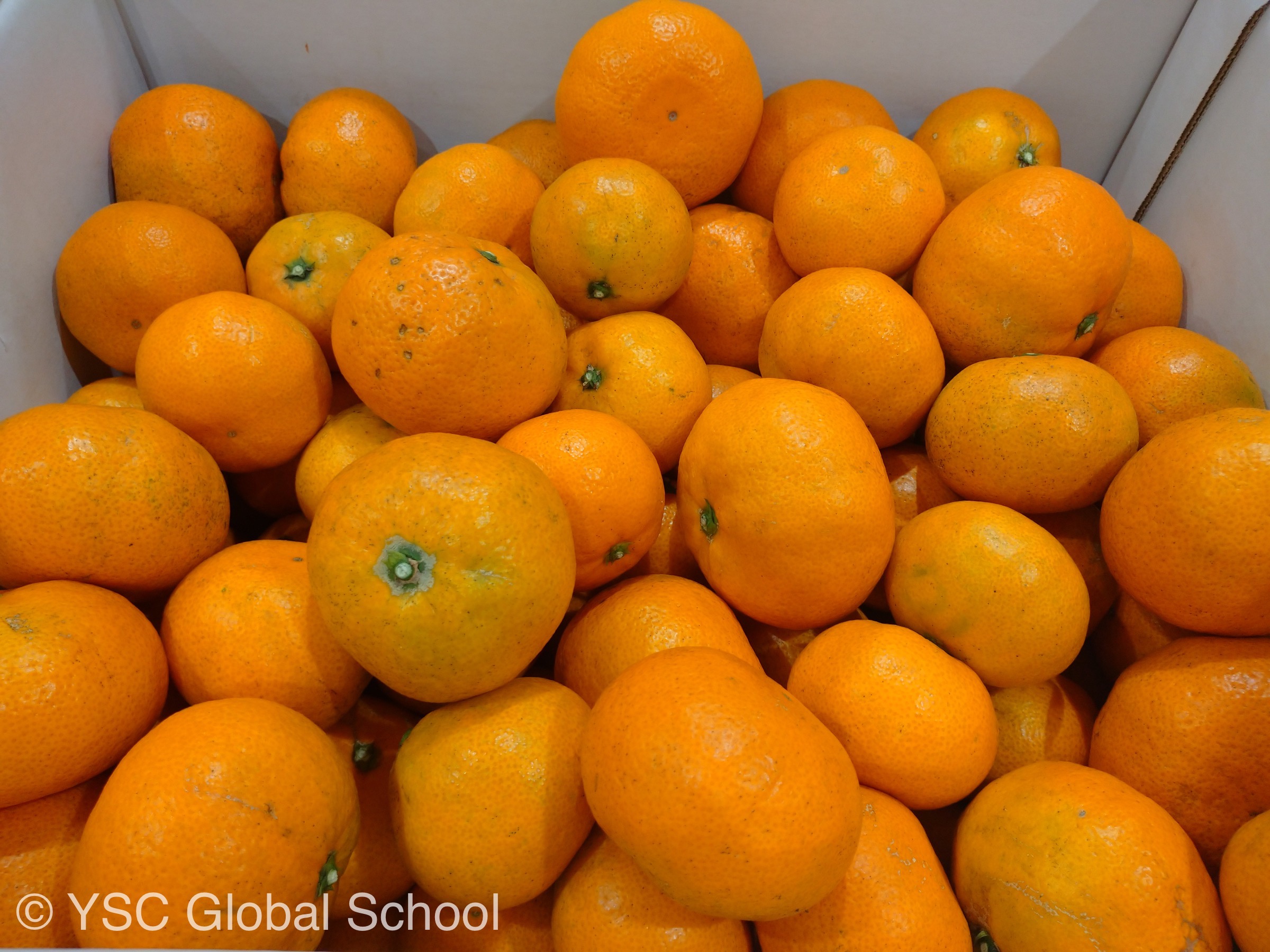 今年もたくさんのみかんを頂きました！