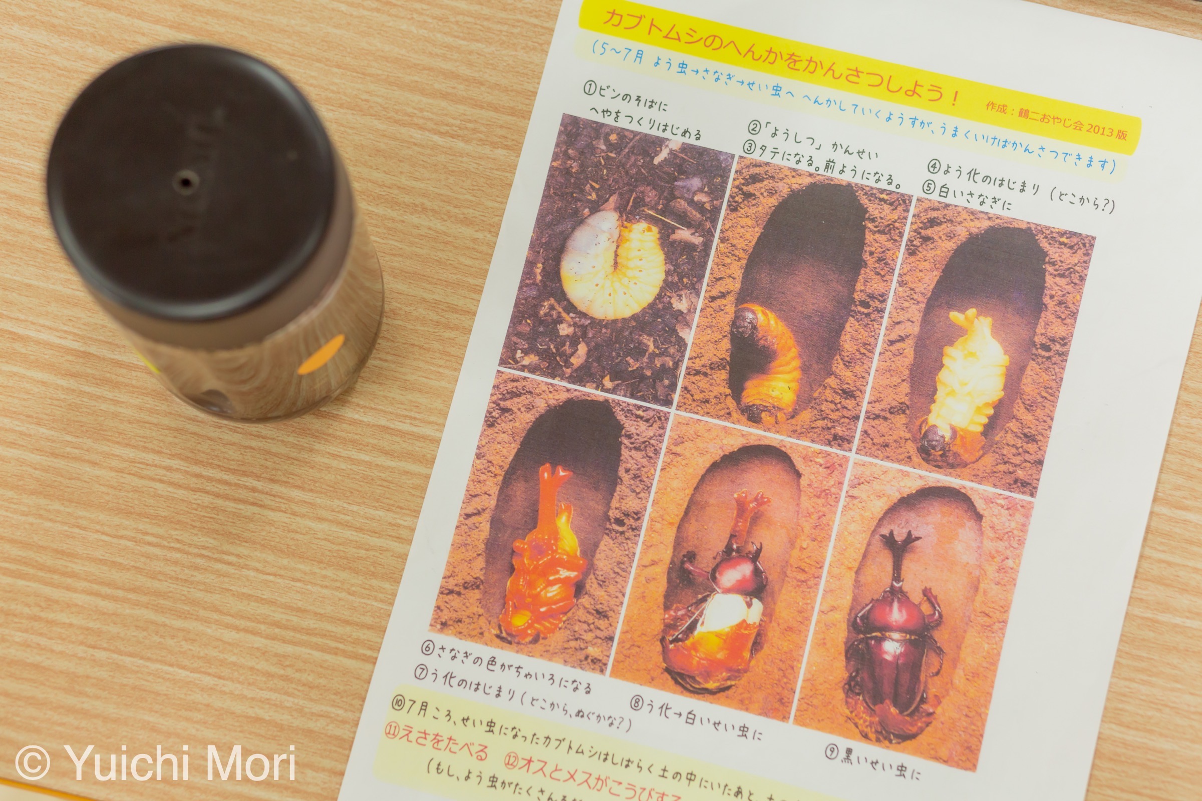 YSCにカブトムシがやって来た！【幼虫編】