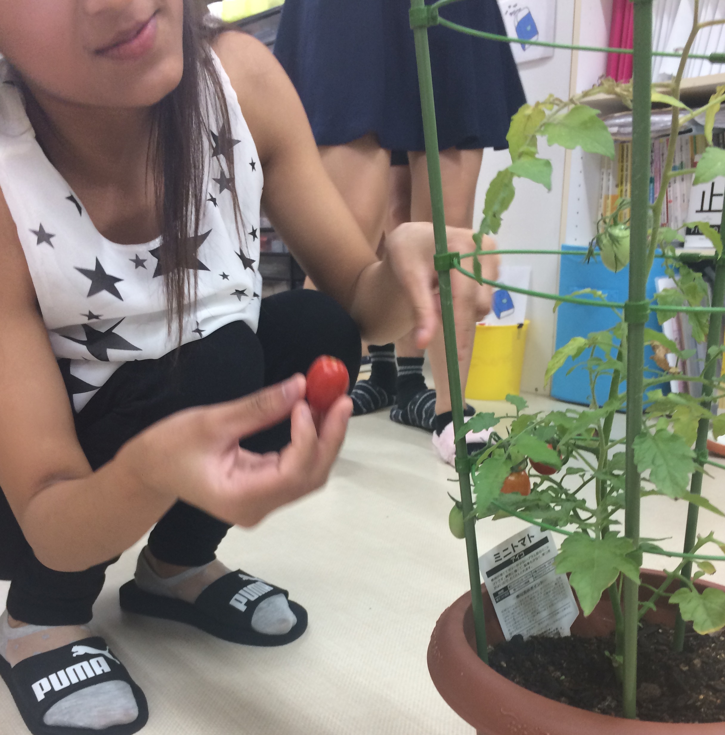 ミニトマトを収穫しました！